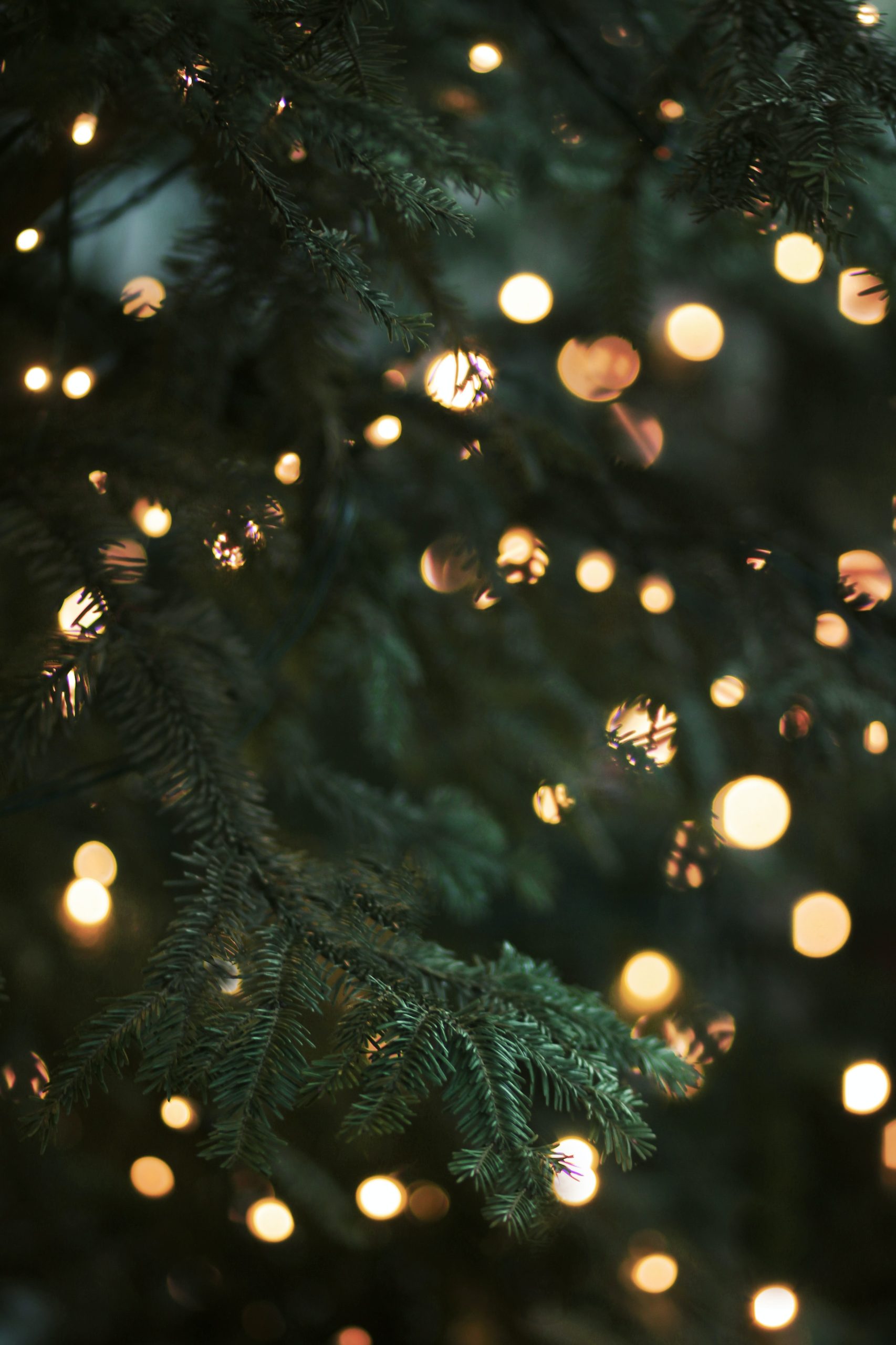 Christmas-tree-bokeh-by-Morgane-Le-Breton-wallpaper